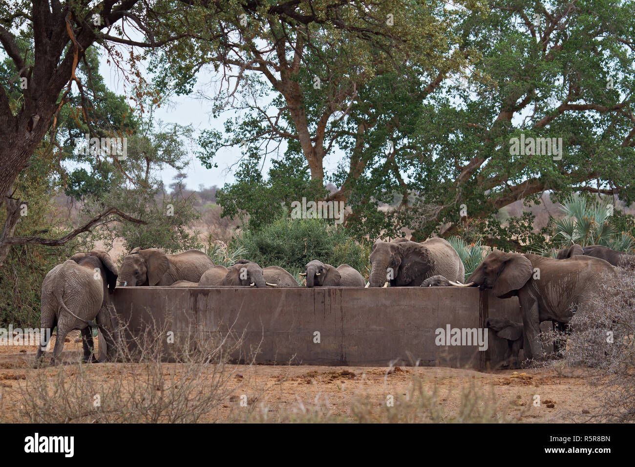 elephant Stock Photo