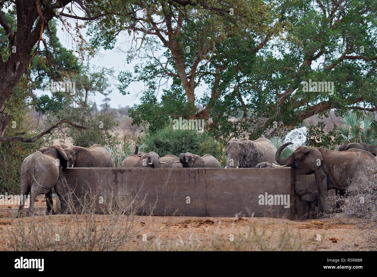 elephant Stock Photo