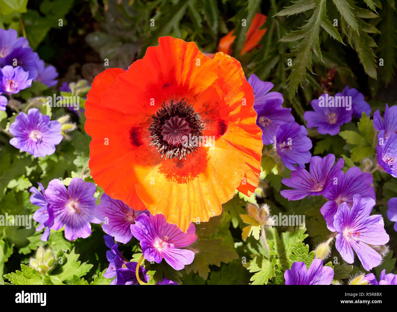 Red poppy with blue geranium flowers Stock Photo