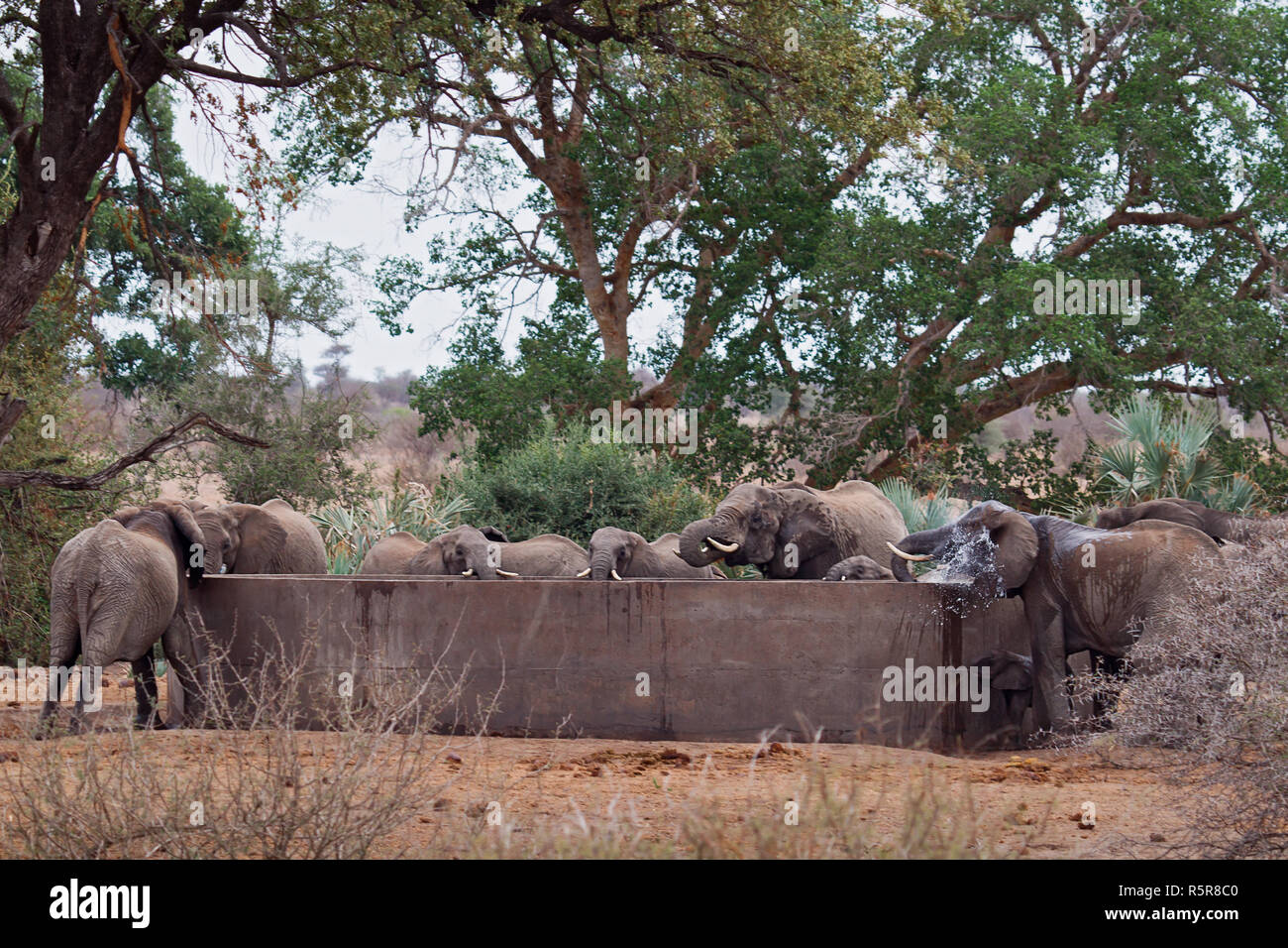 elephant Stock Photo