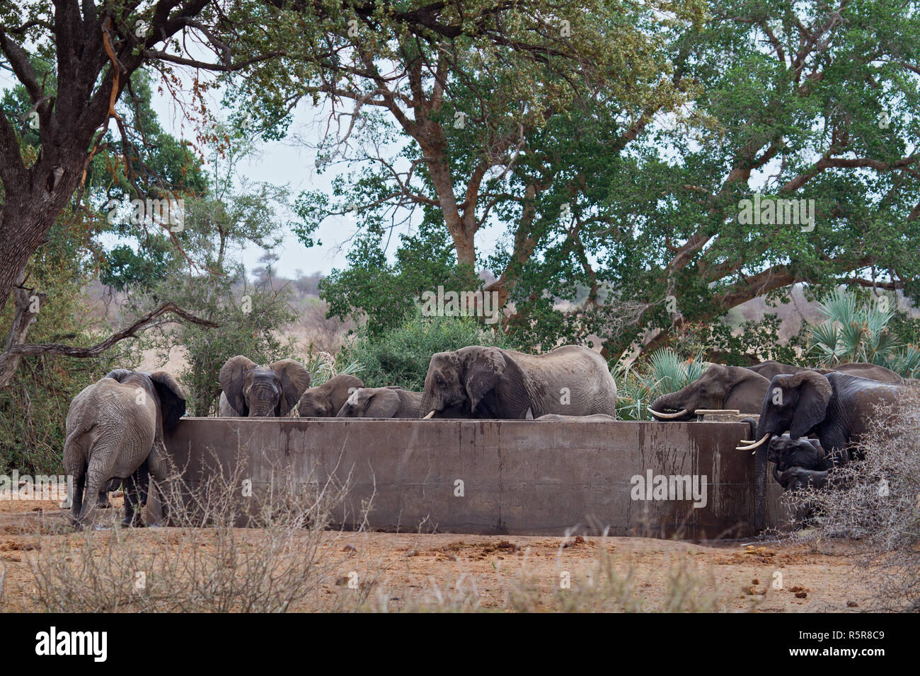 elephant Stock Photo