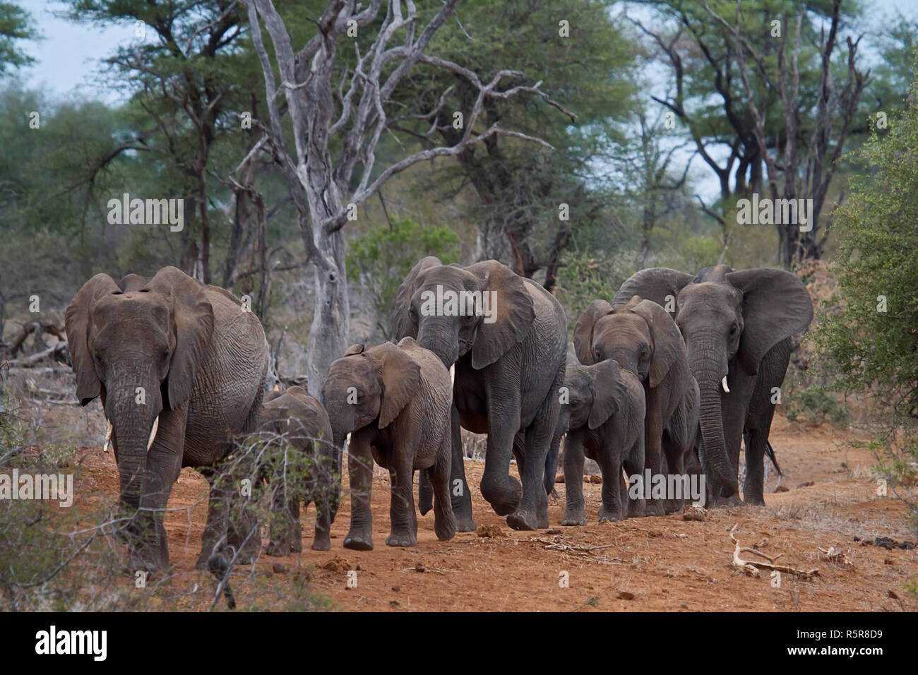 elephant Stock Photo