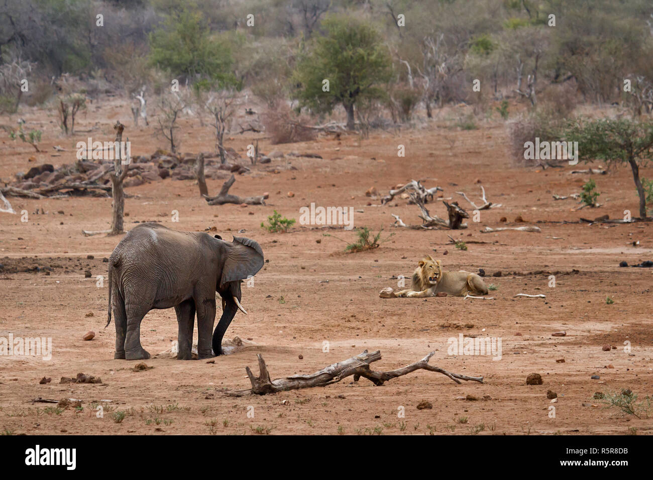 elephant and lion Stock Photo