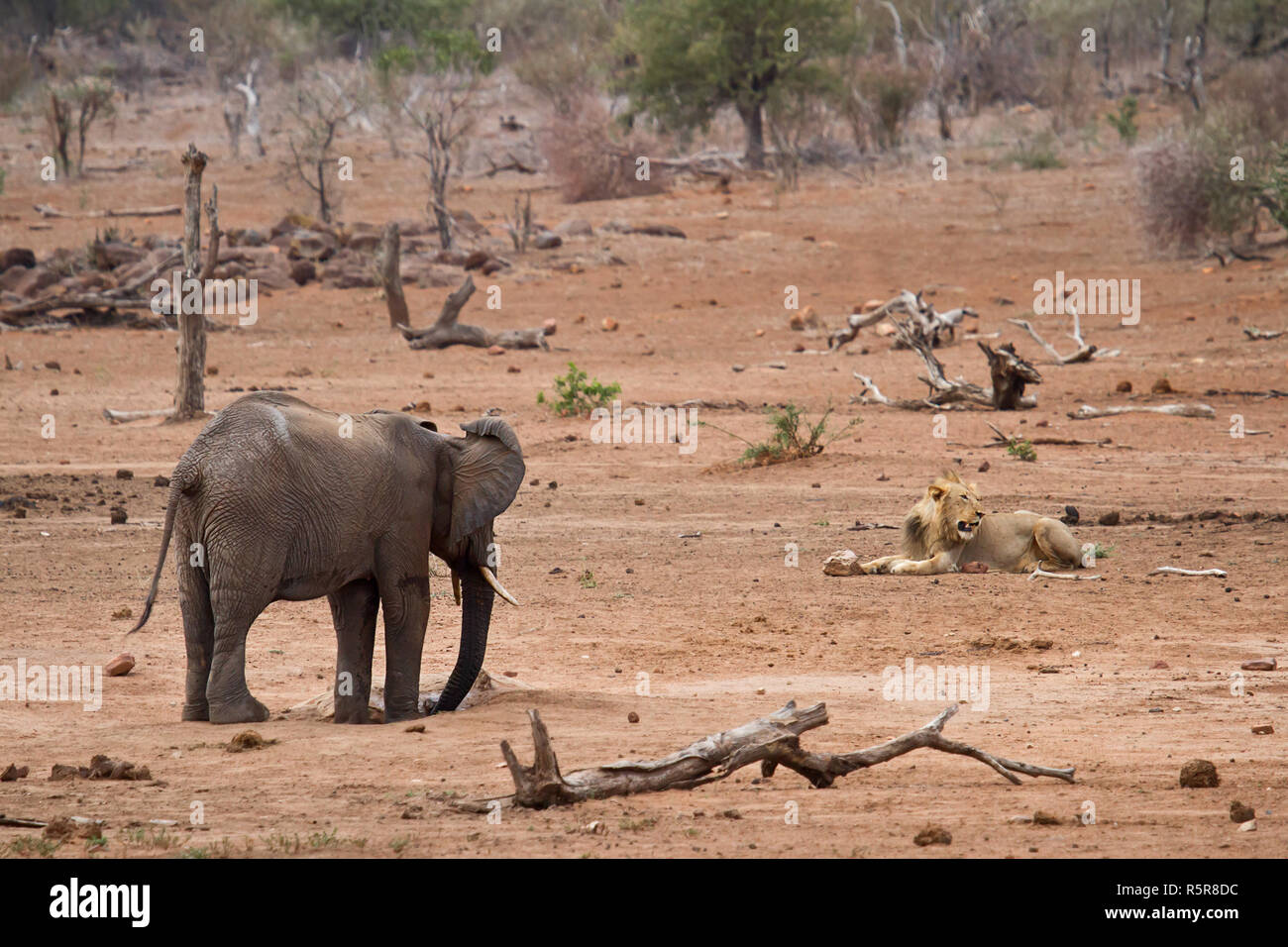 elephant and lion Stock Photo