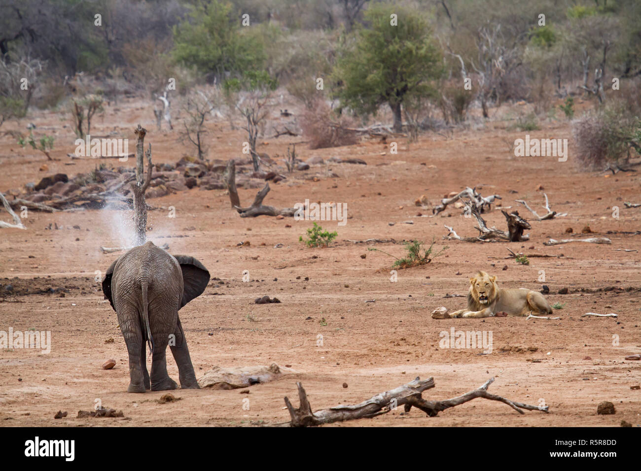 elephant and lion Stock Photo