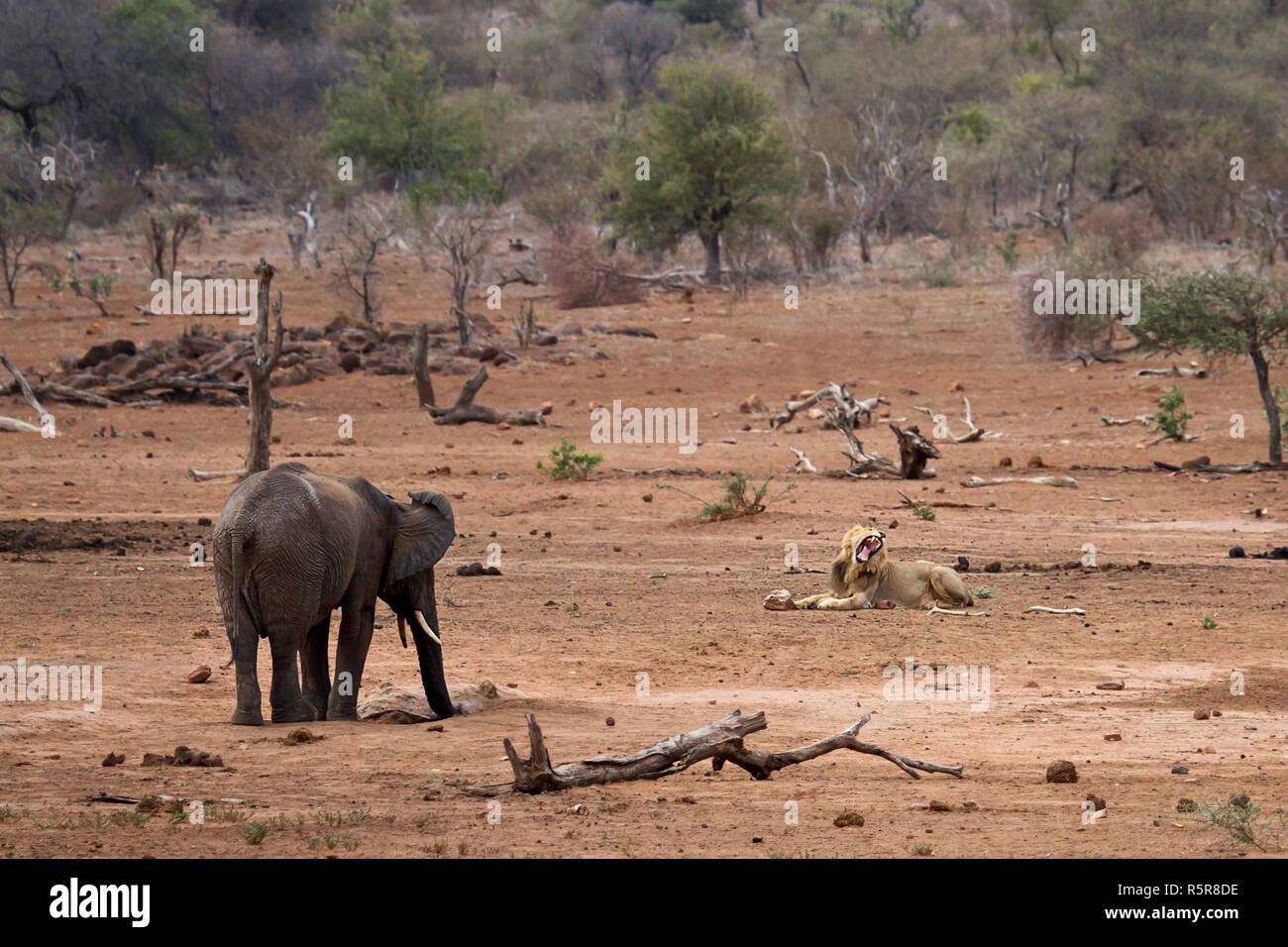 elephant and lion Stock Photo