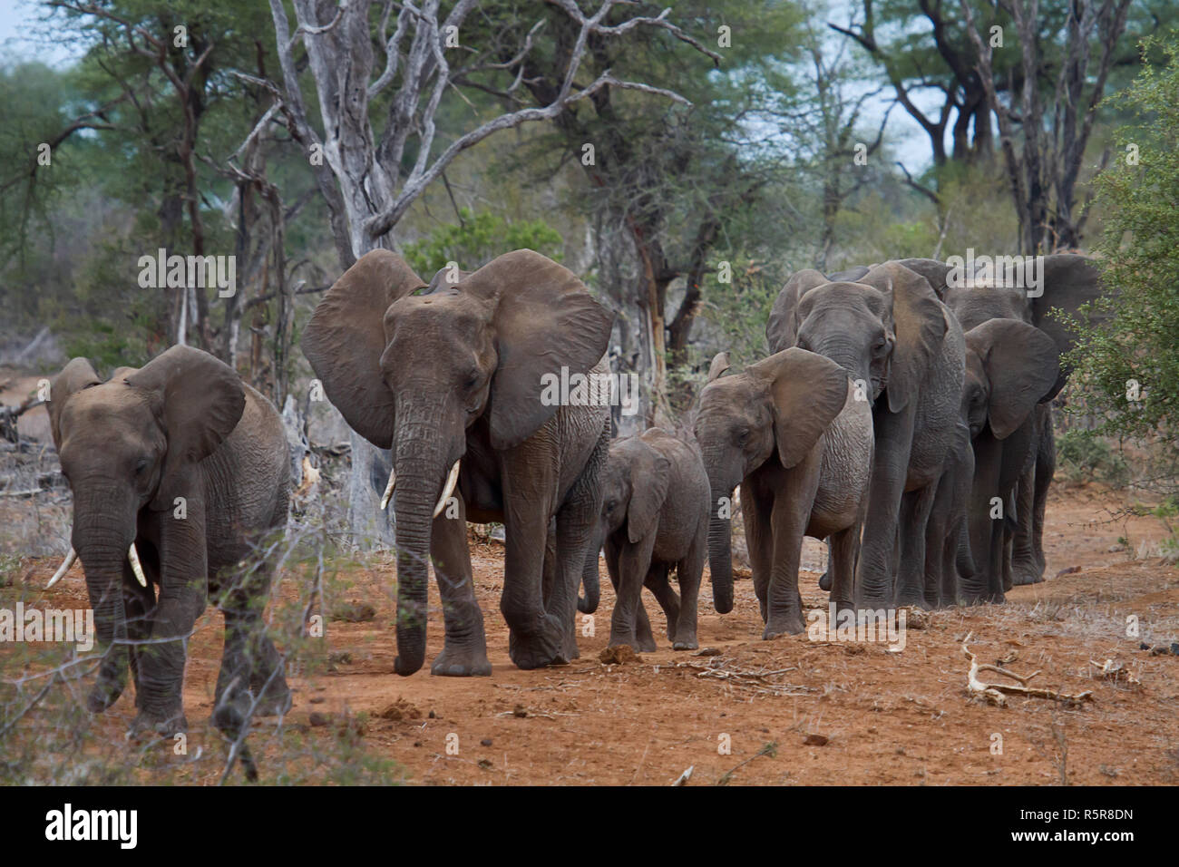 elephant Stock Photo