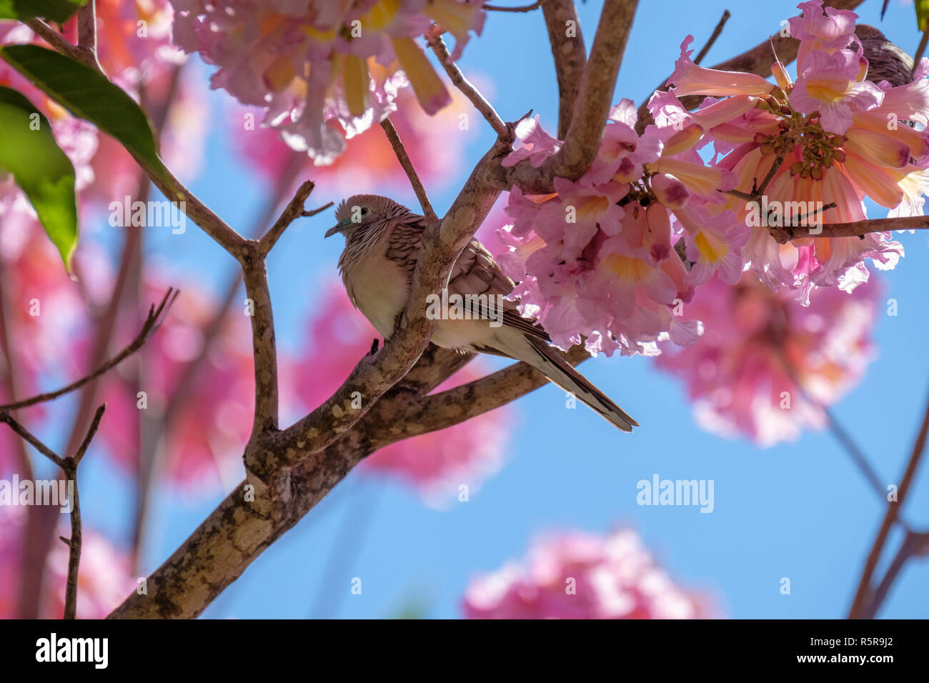 Peaceful Dove in a Pink Trumpet Tree Stock Photo