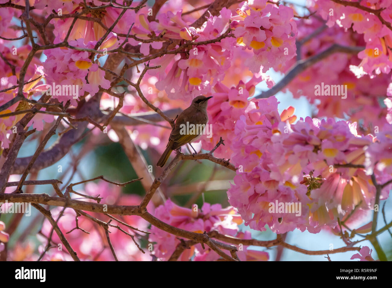 Birdlife in a Pink Trumpet Tree Stock Photo