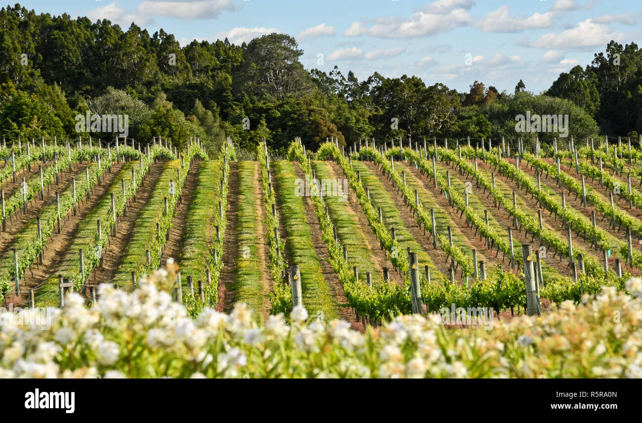 Vineyard in New Zealand. Winemaking in NZ Stock Photo Alamy