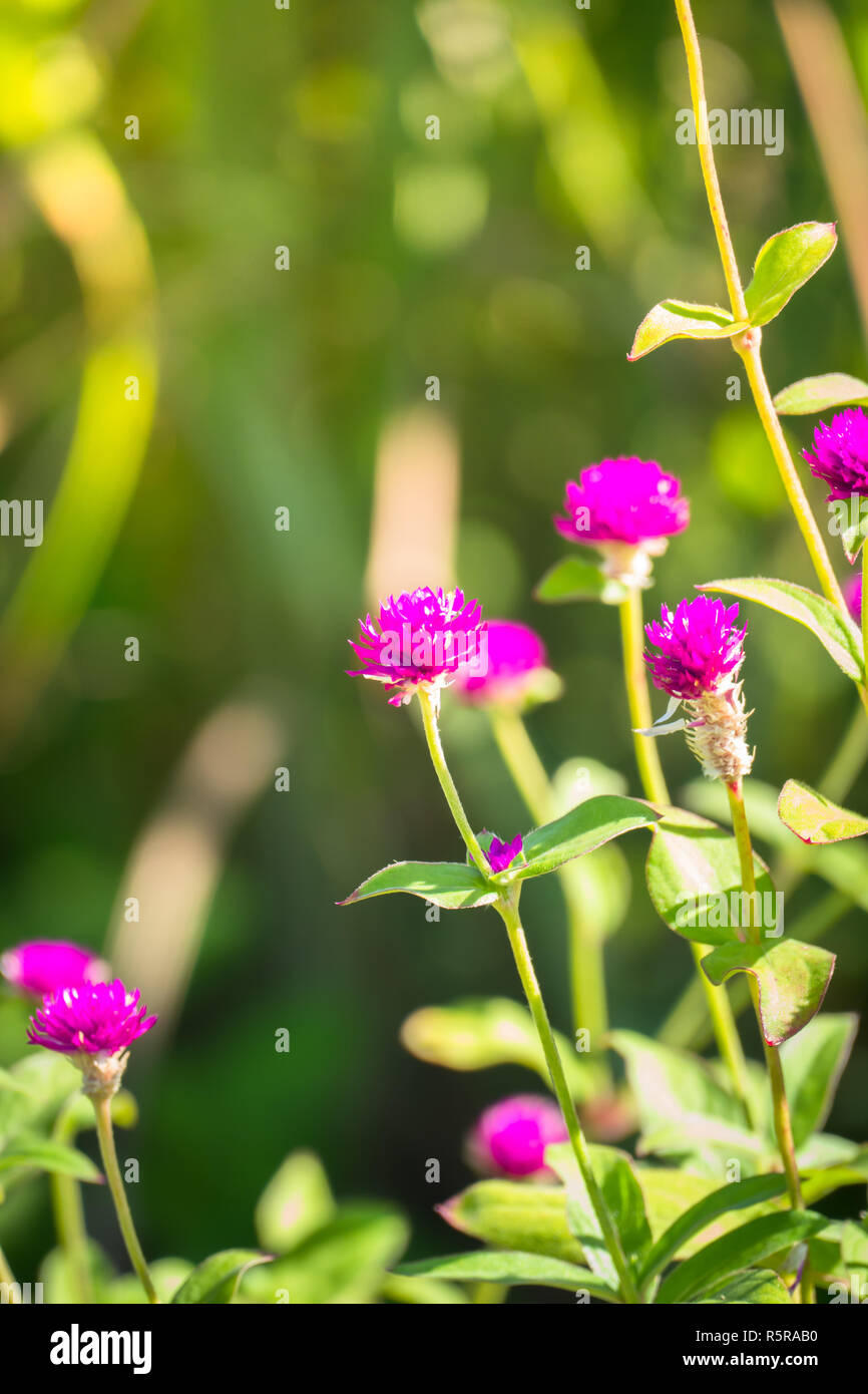 The background image of the colorful flowers Stock Photo - Alamy