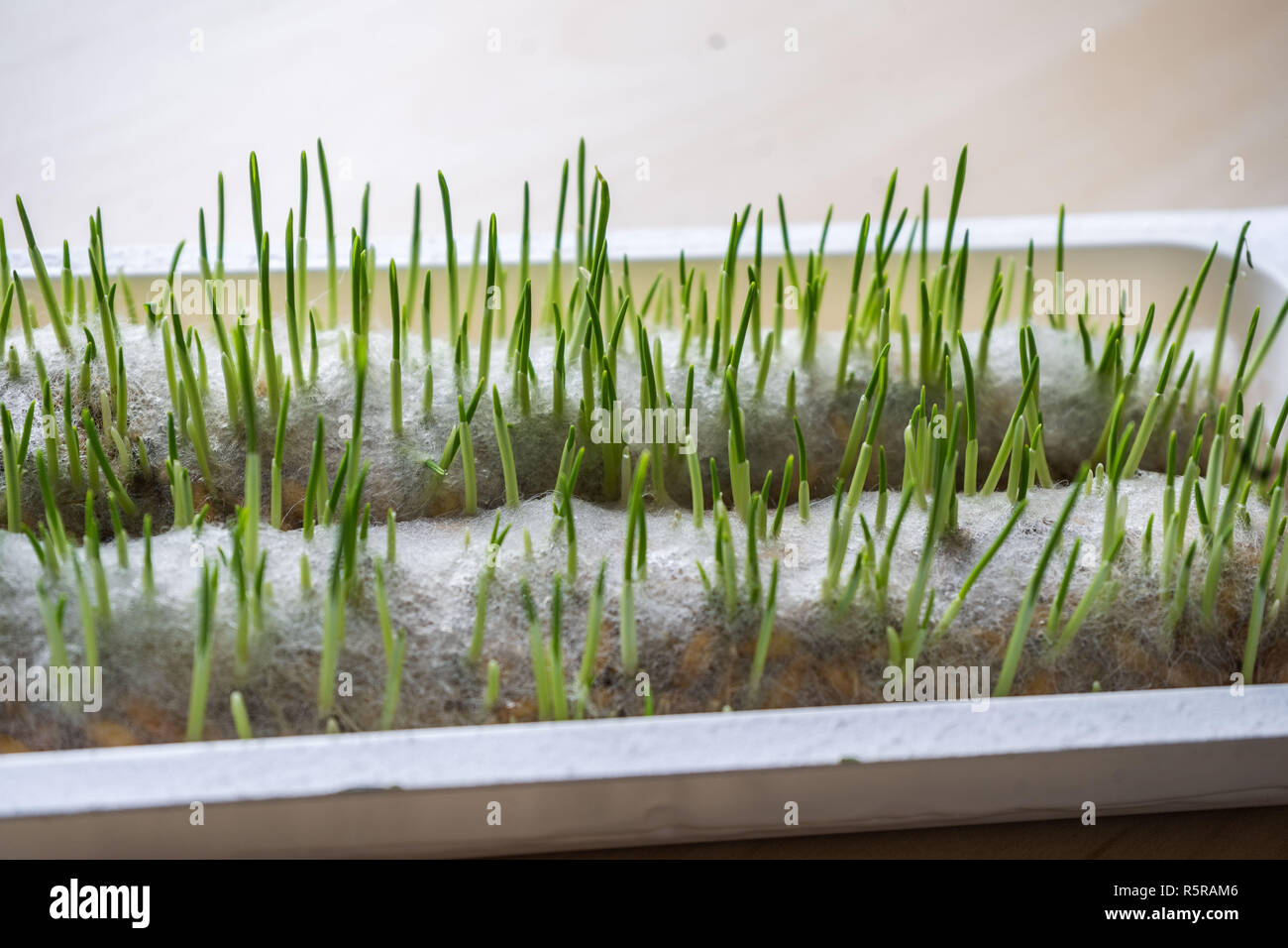 sprouts of young grass for cats on a white background closeup Stock