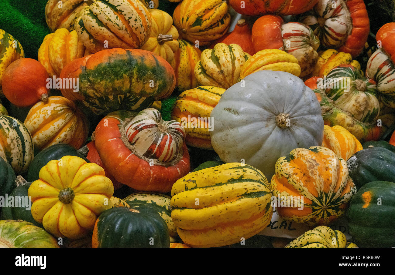 A Variety of Pumpkins at Oxford Indoor Market, Oxfordshire, England