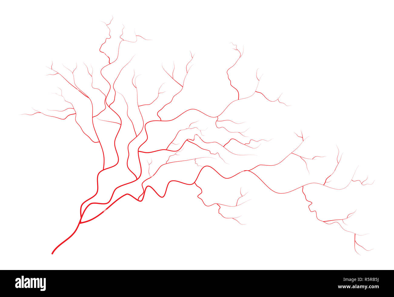 eye veins, human red blood vessels, blood system. Vector illustration