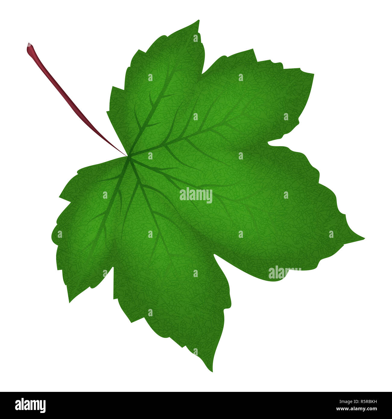 Image of realistic green maple leaf . Vector illustration isolated on ...