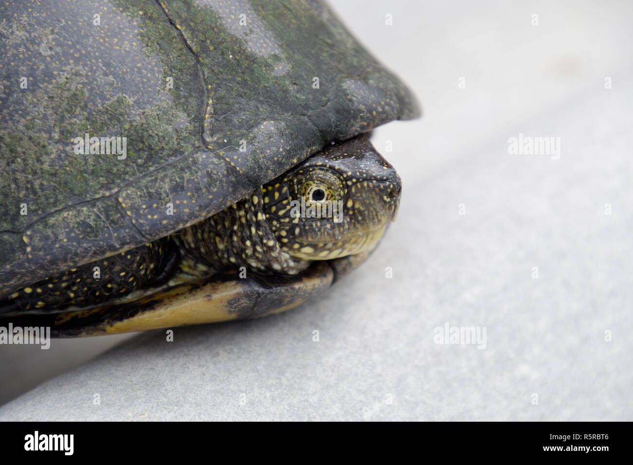 Ordinary river tortoise of temperate latitudes. The tortoise is an ...