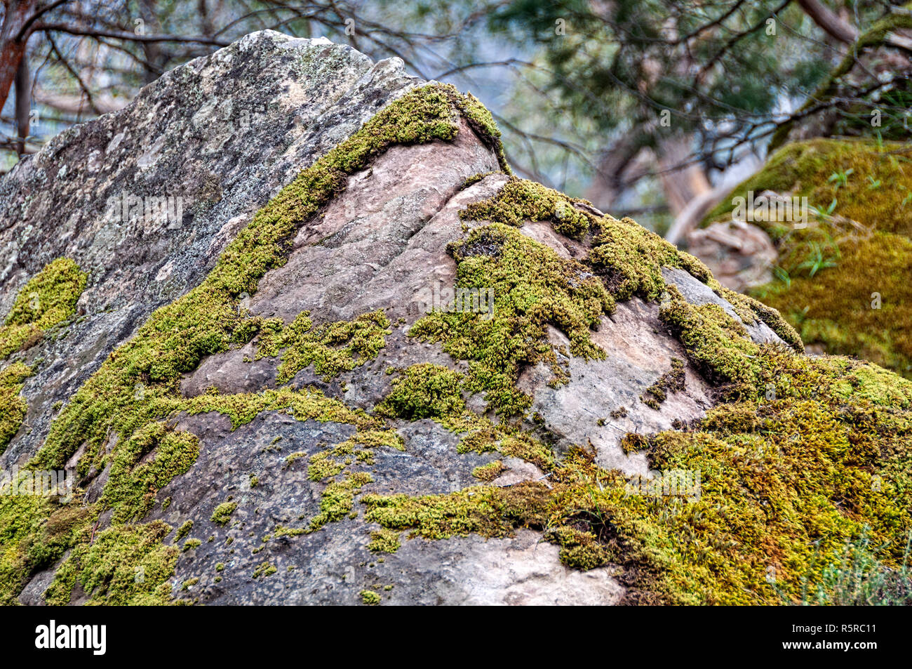 Moss on rock - Grampians Stock Photo - Alamy