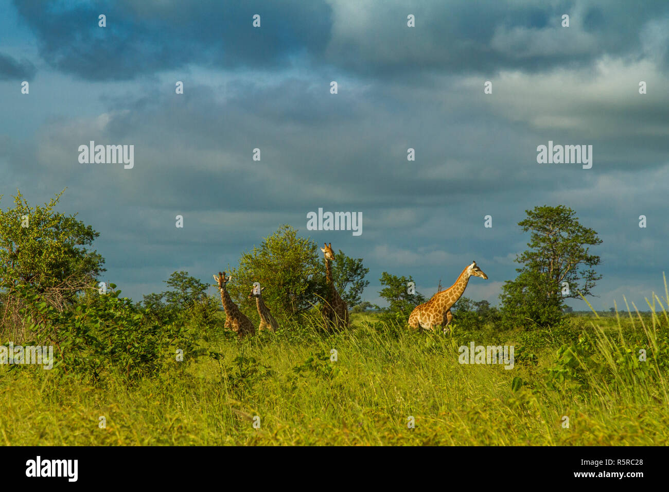 wild giraffe walking in a green savannah, in Kruger Park, South Africa Stock Photo