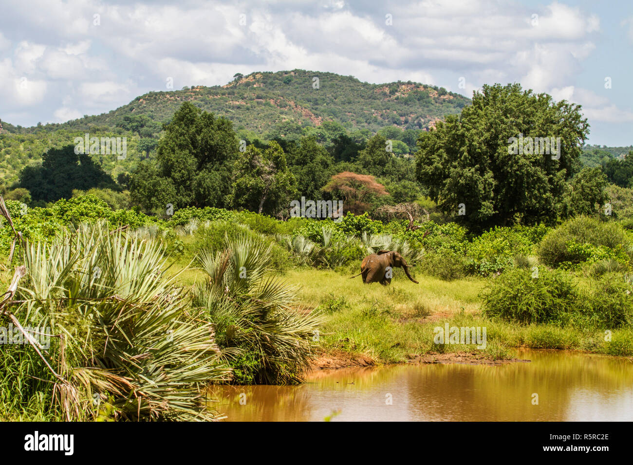 loxodonta africana, african bush elephant in its natural habitat in Kruger Park, South Africa Stock Photo