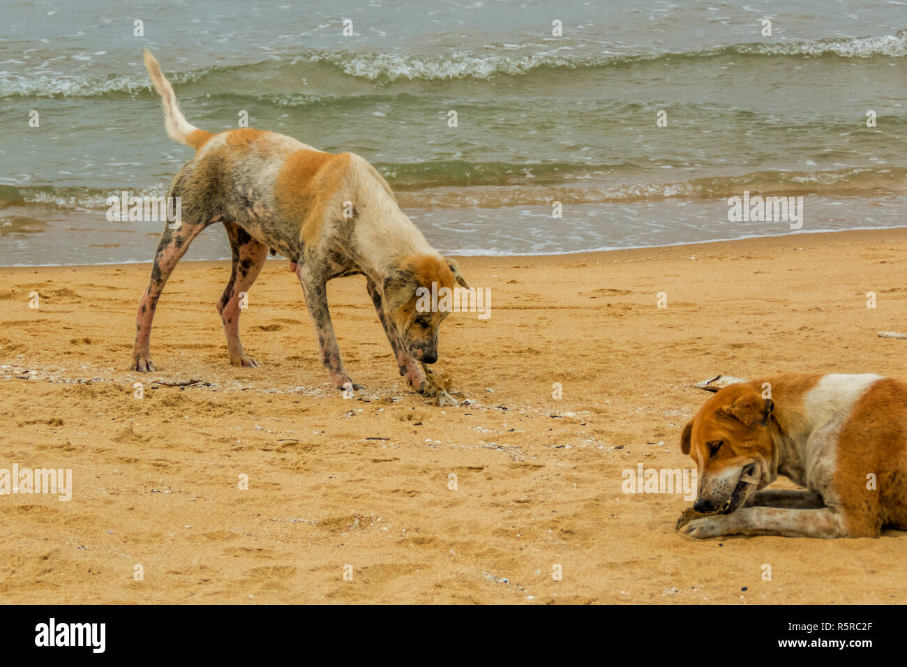 two poor mangy dogs very sick are eating dead fishes on the beach, Sri Lanka Stock Photo