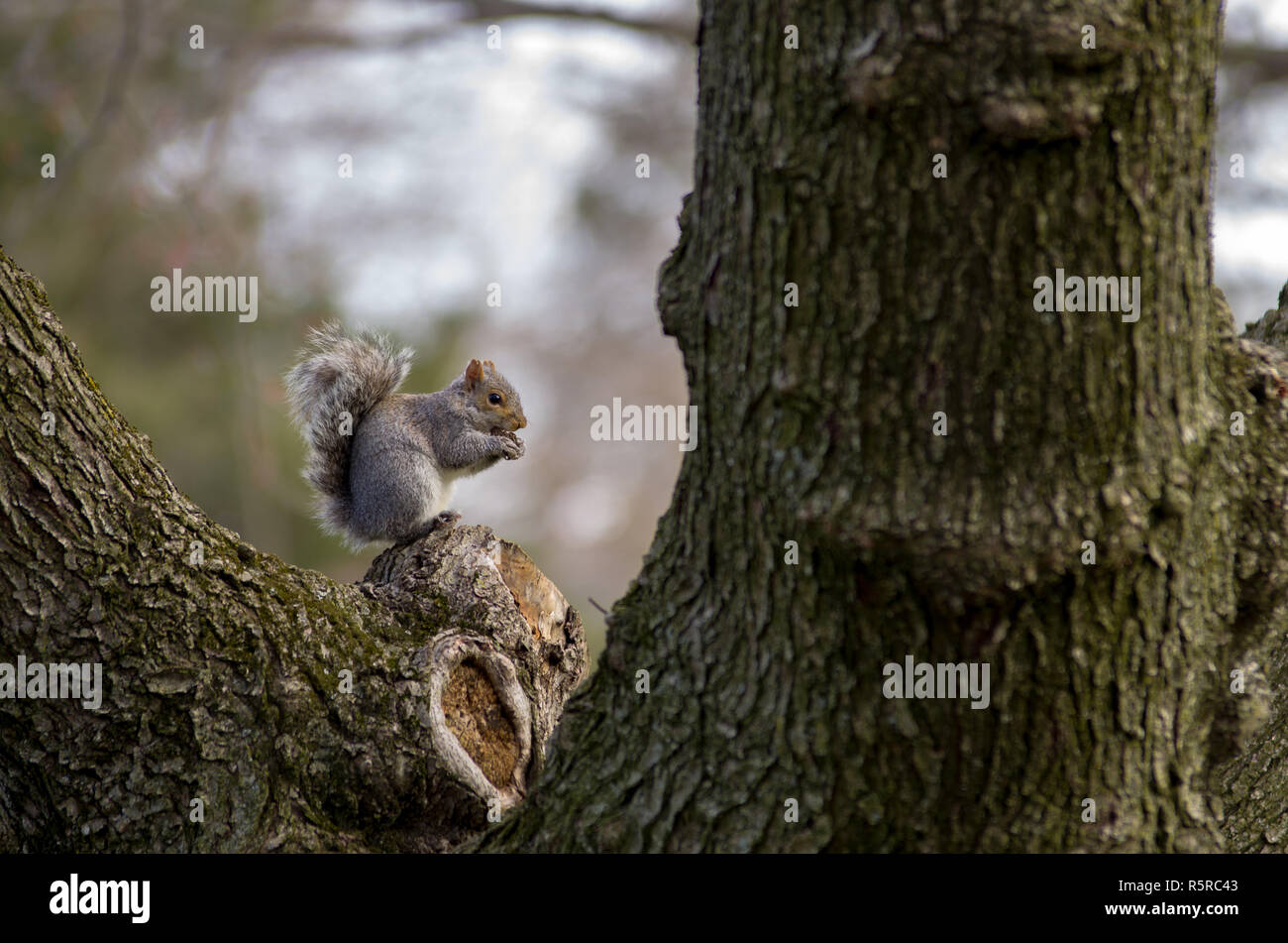 Squirrel on a tree nibbling a walnut. Stock Photo