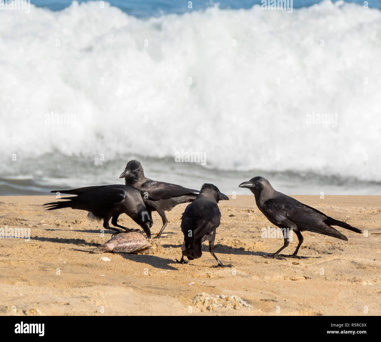 a flock of many black crows on the beach, Arugam Bay, Sri Lanka, Asia