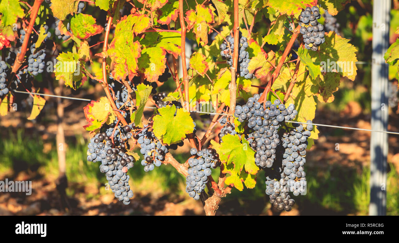 bunches of ripe grapes on their vines before harvest Stock Photo