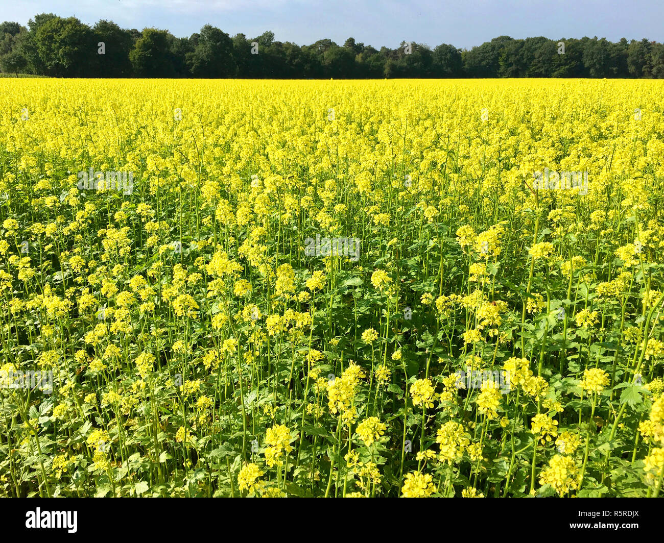 rape field in summer before harvest Stock Photo - Alamy