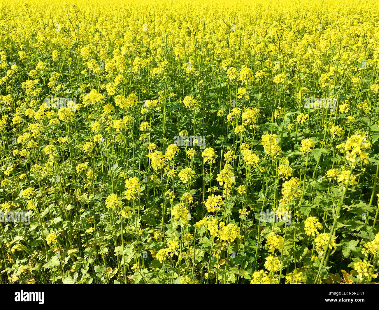 rape field in summer before harvest Stock Photo - Alamy