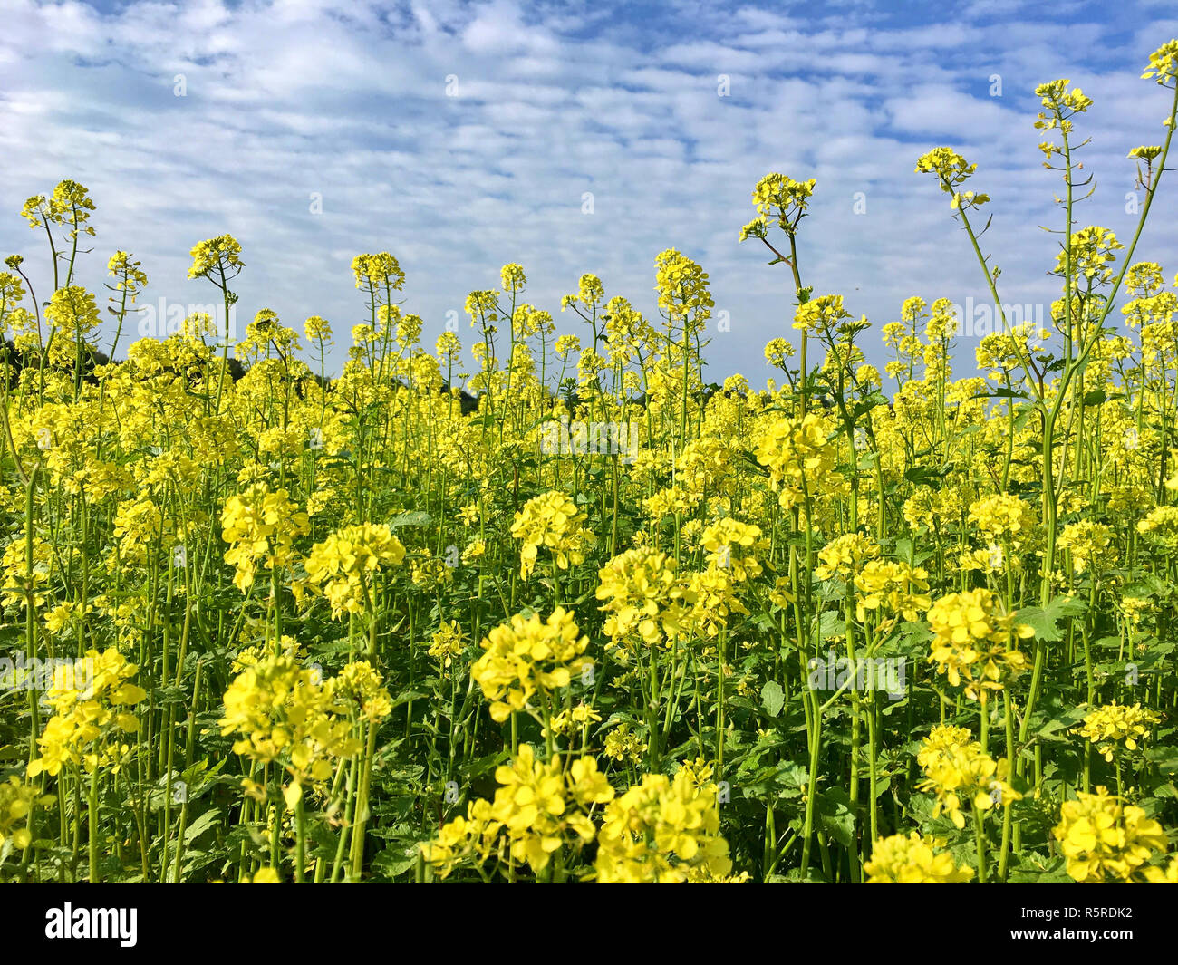 rape field in summer before harvest Stock Photo - Alamy