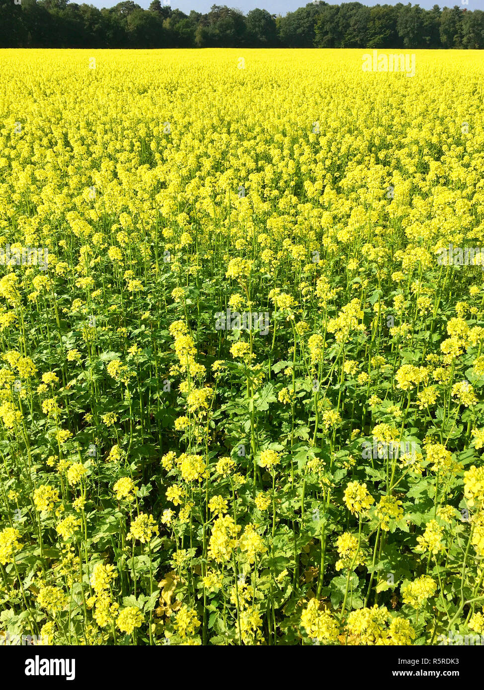 rape field in summer before harvest Stock Photo - Alamy