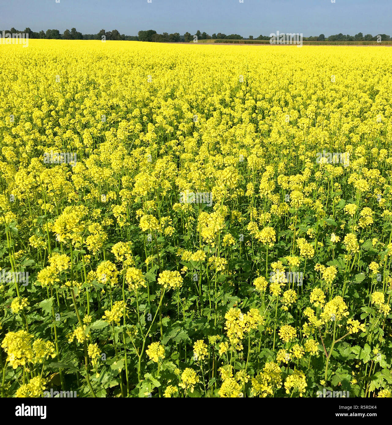 rape field in summer before harvest Stock Photo - Alamy