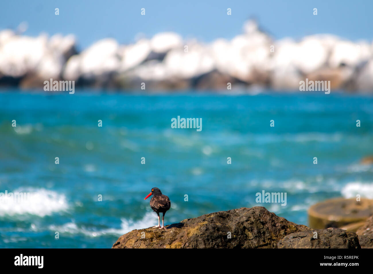 The Black Oystercatcher Catching Oysters by the Beach Stock Photo Alamy