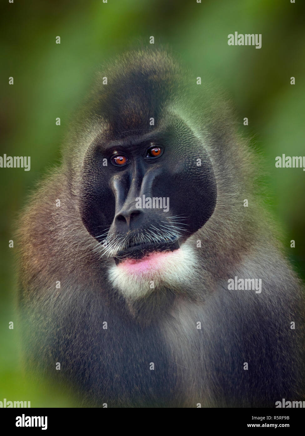 Adult male Drill Mandrillus leucophaeus Stock Photo Alamy