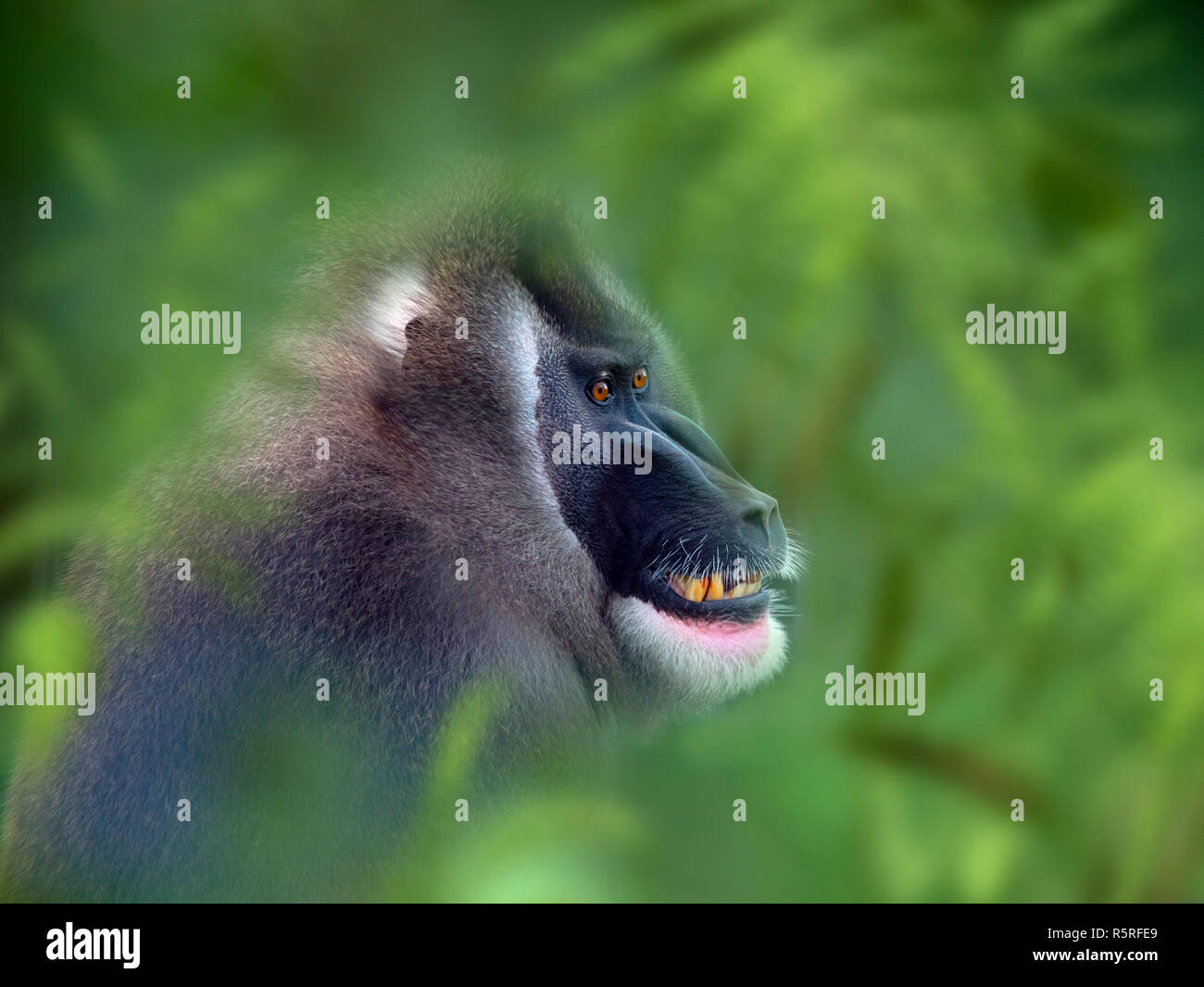 Adult male Drill Mandrillus leucophaeus Stock Photo Alamy