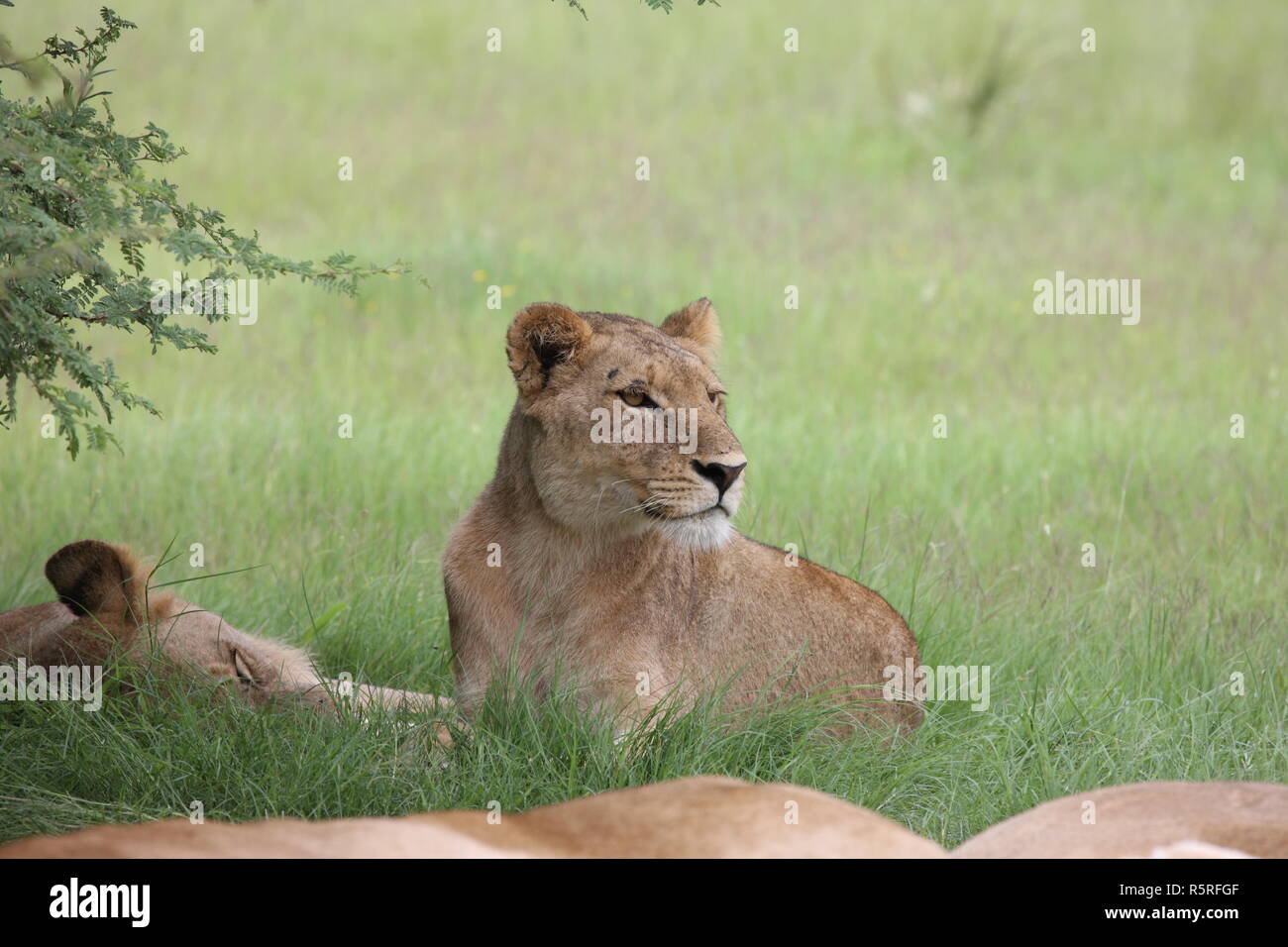 Lion wild dangerous mammal africa savannah Kenya Stock Photo - Alamy