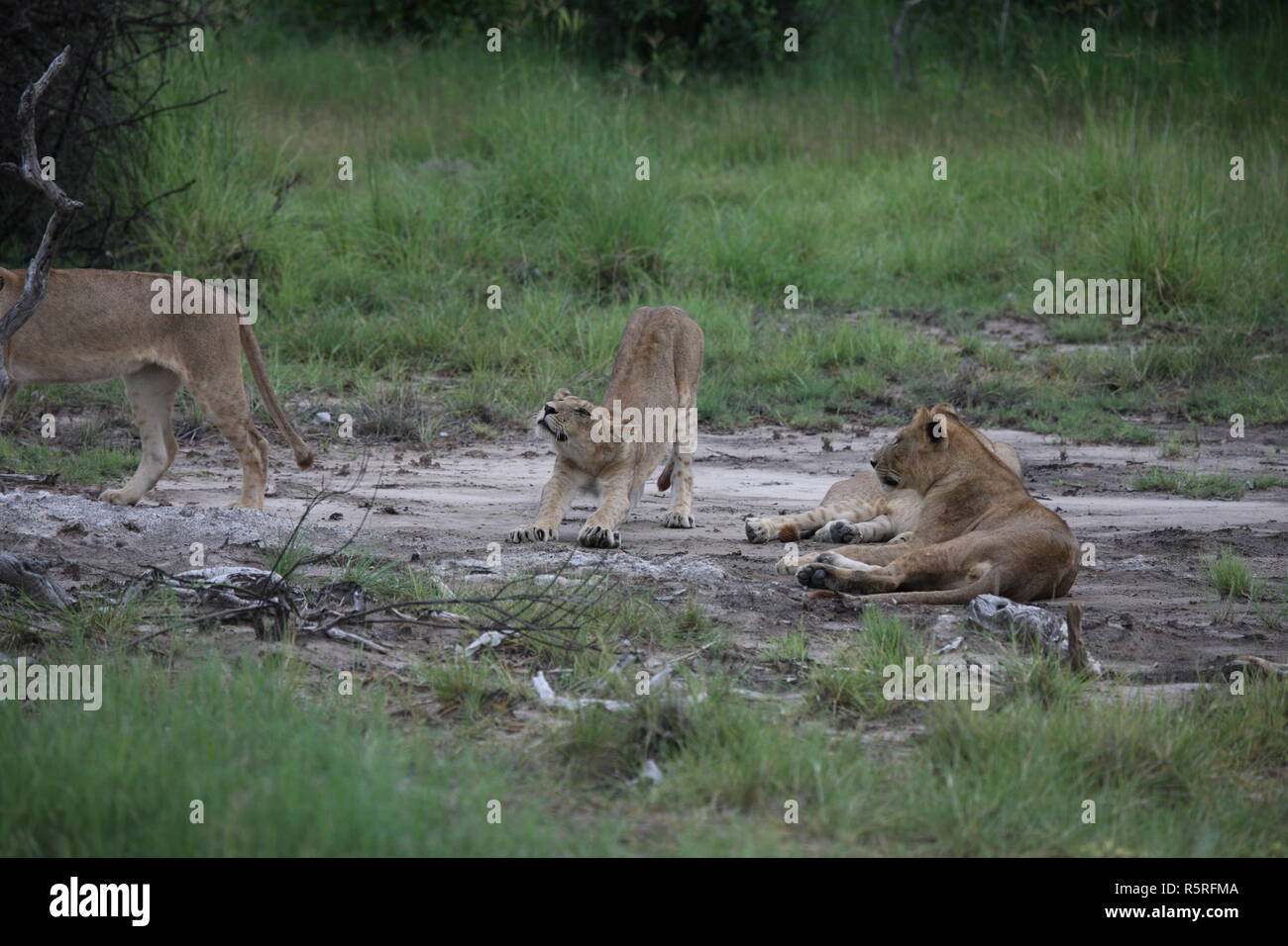 Lion wild dangerous mammal africa savannah Kenya Stock Photo Alamy