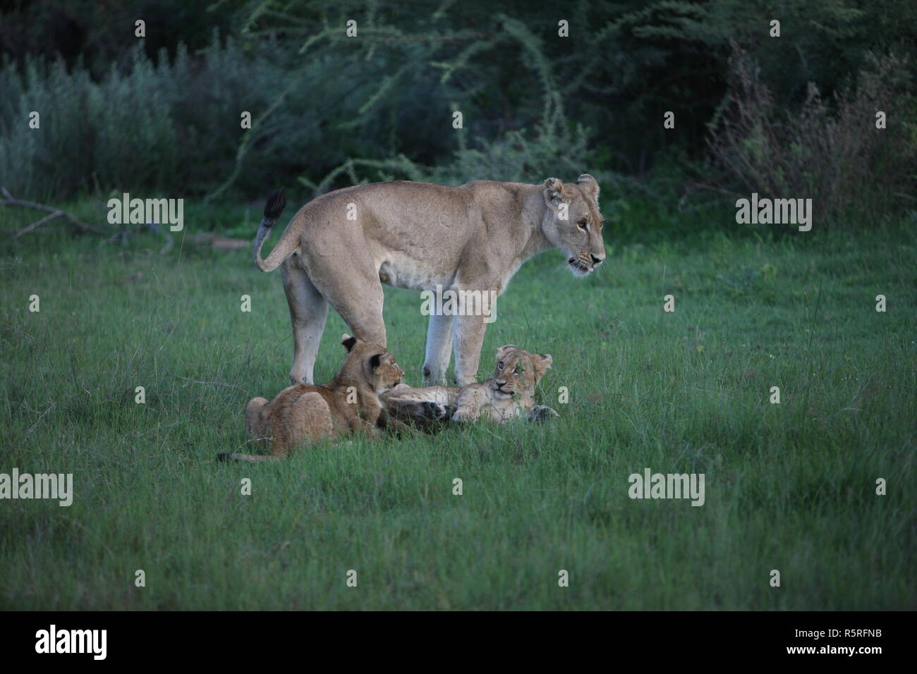 Lion wild dangerous mammal africa savannah Kenya Stock Photo Alamy