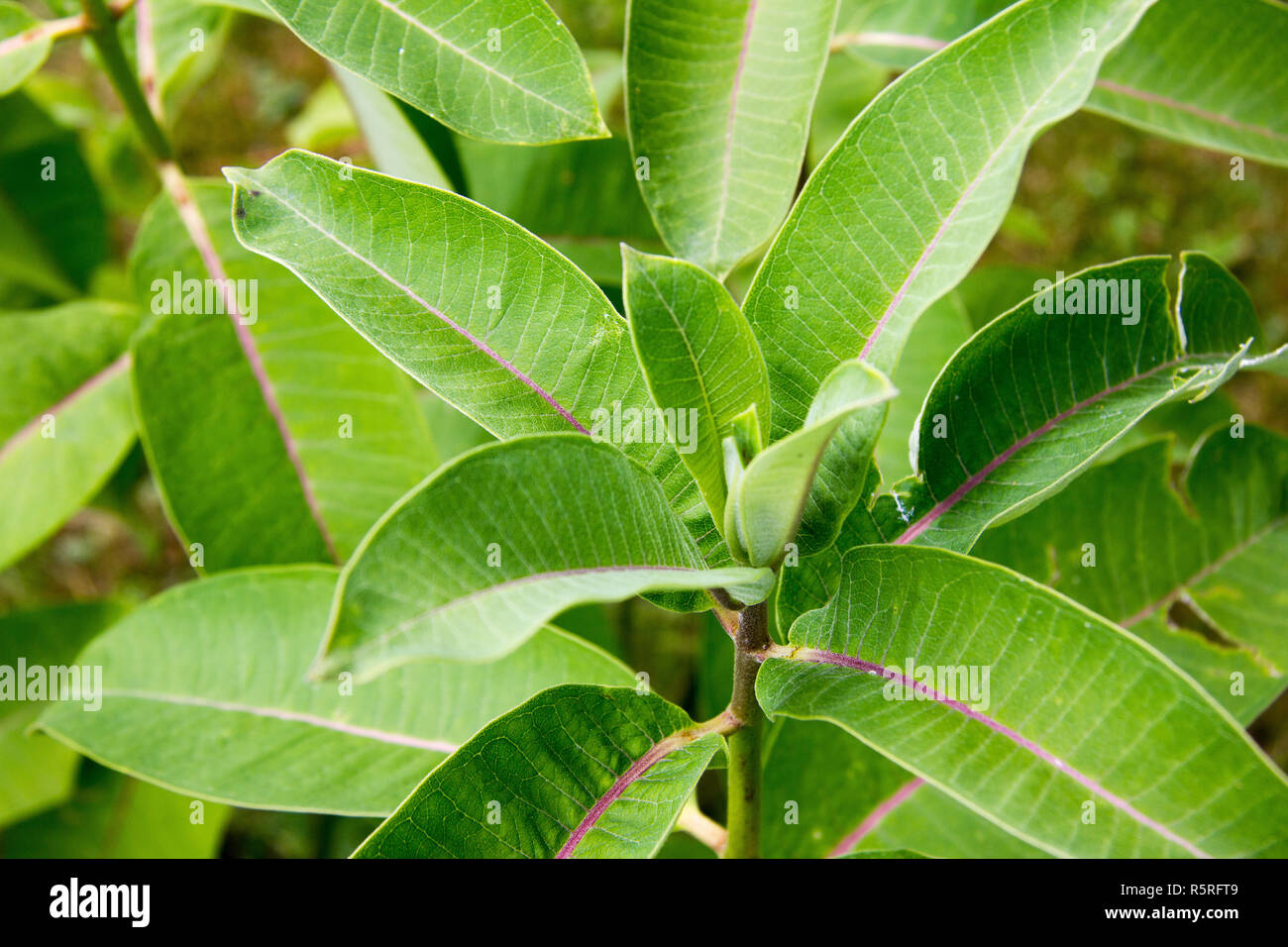 toxic silk plant in summer in styria Stock Photo