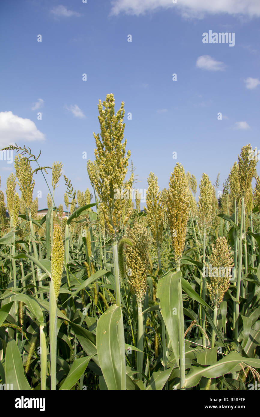 millet field in summer during the day in styria Stock Photo Alamy