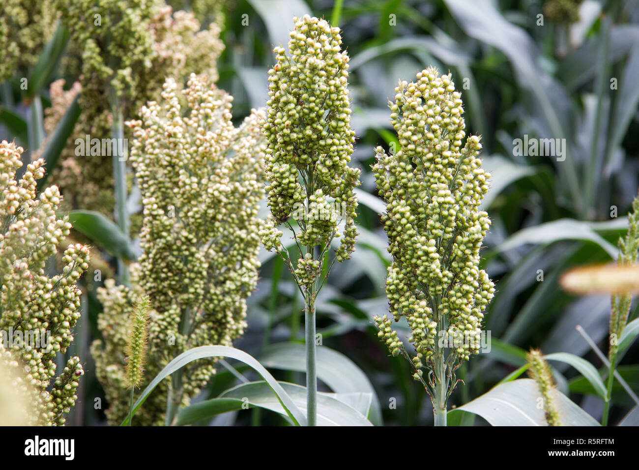 millet field in summer during the day in styria Stock Photo Alamy