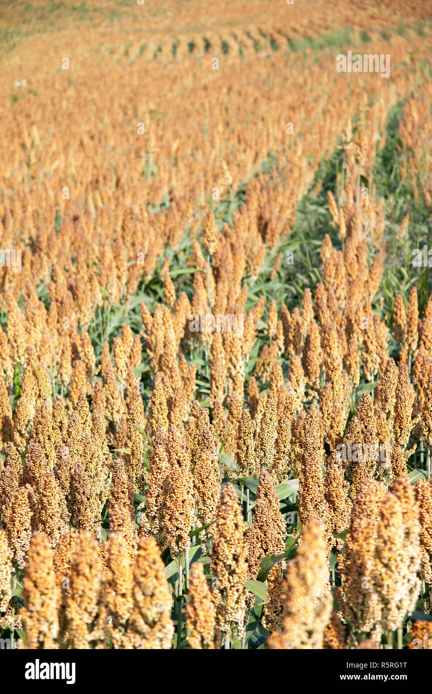 millet field in summer during the day in styria Stock Photo Alamy
