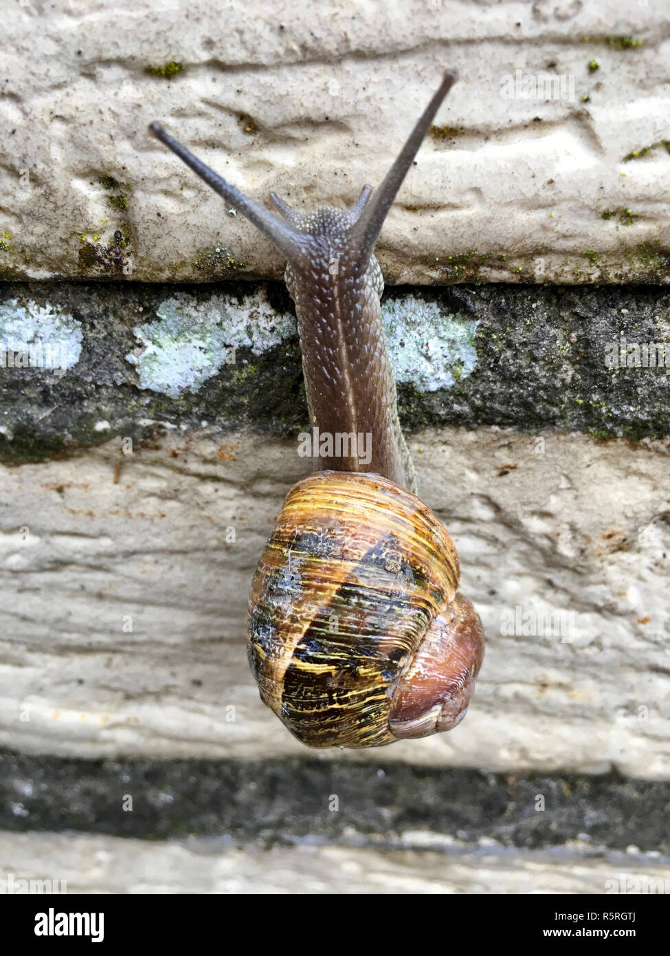 spotted snail (cornu aspersum) Stock Photo
