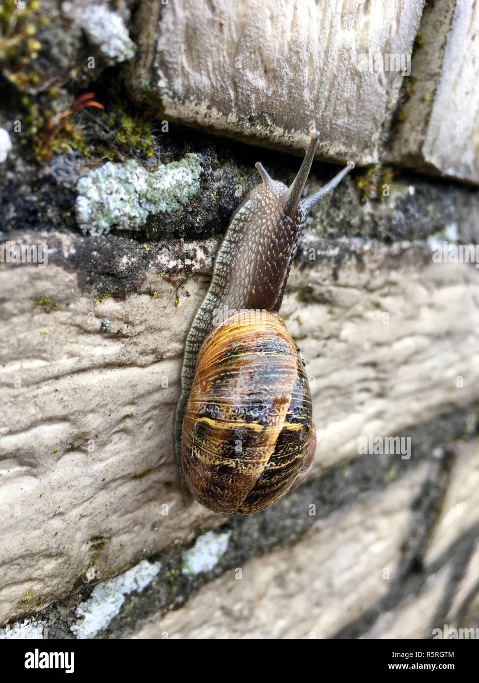 spotted snail (cornu aspersum) Stock Photo