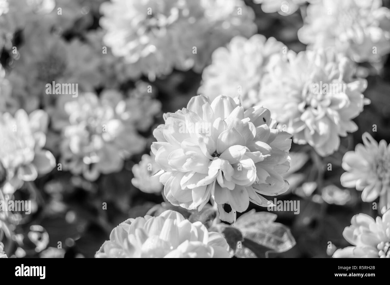 Black and white autumn flowers Stock Photo
