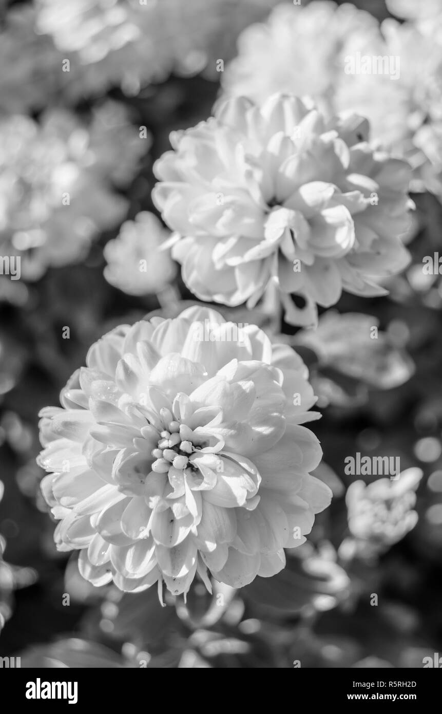 Black and white autumn flowers Stock Photo