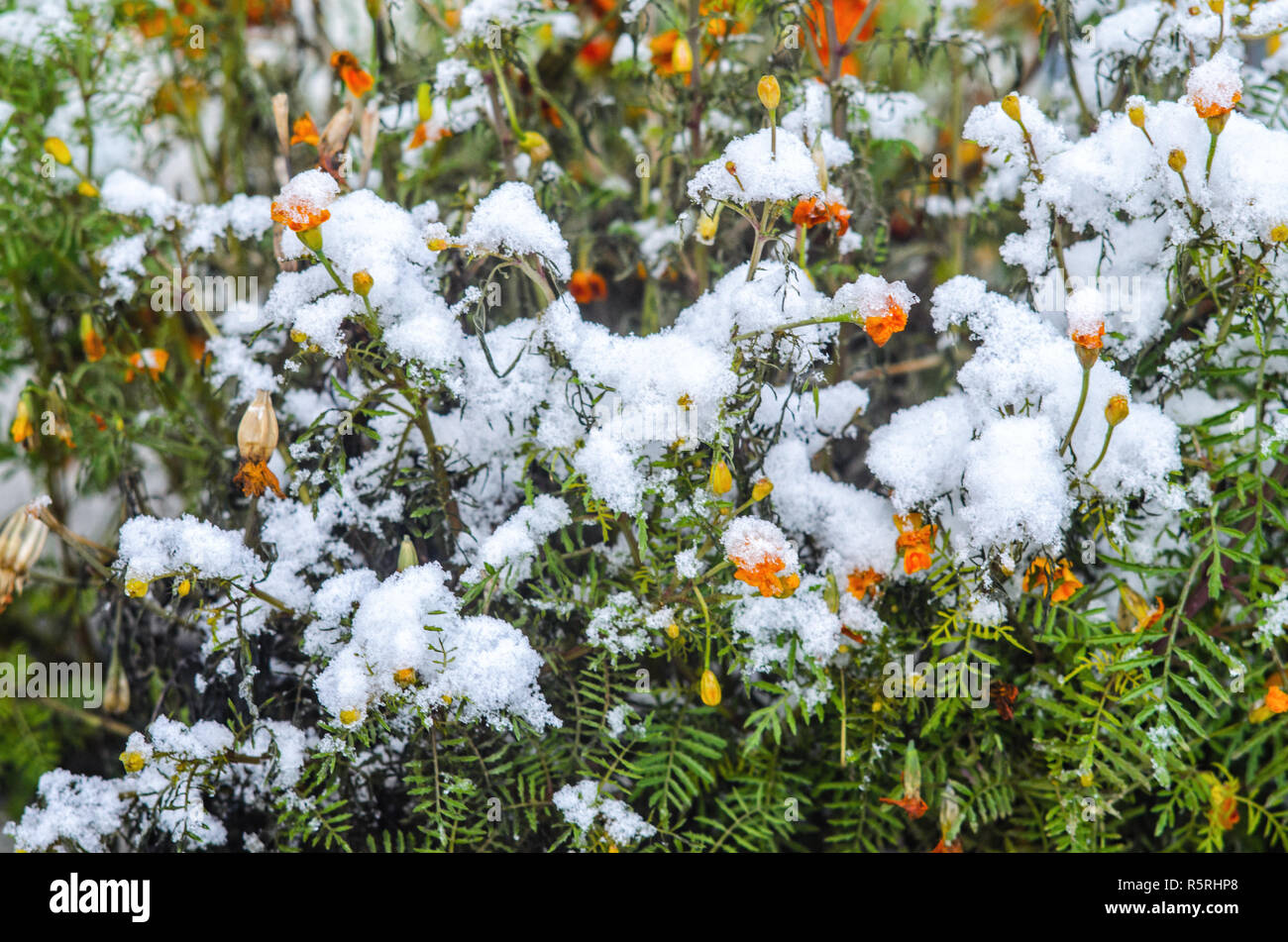 Calendula flowers under snow. The concept of early winter. Climate ...
