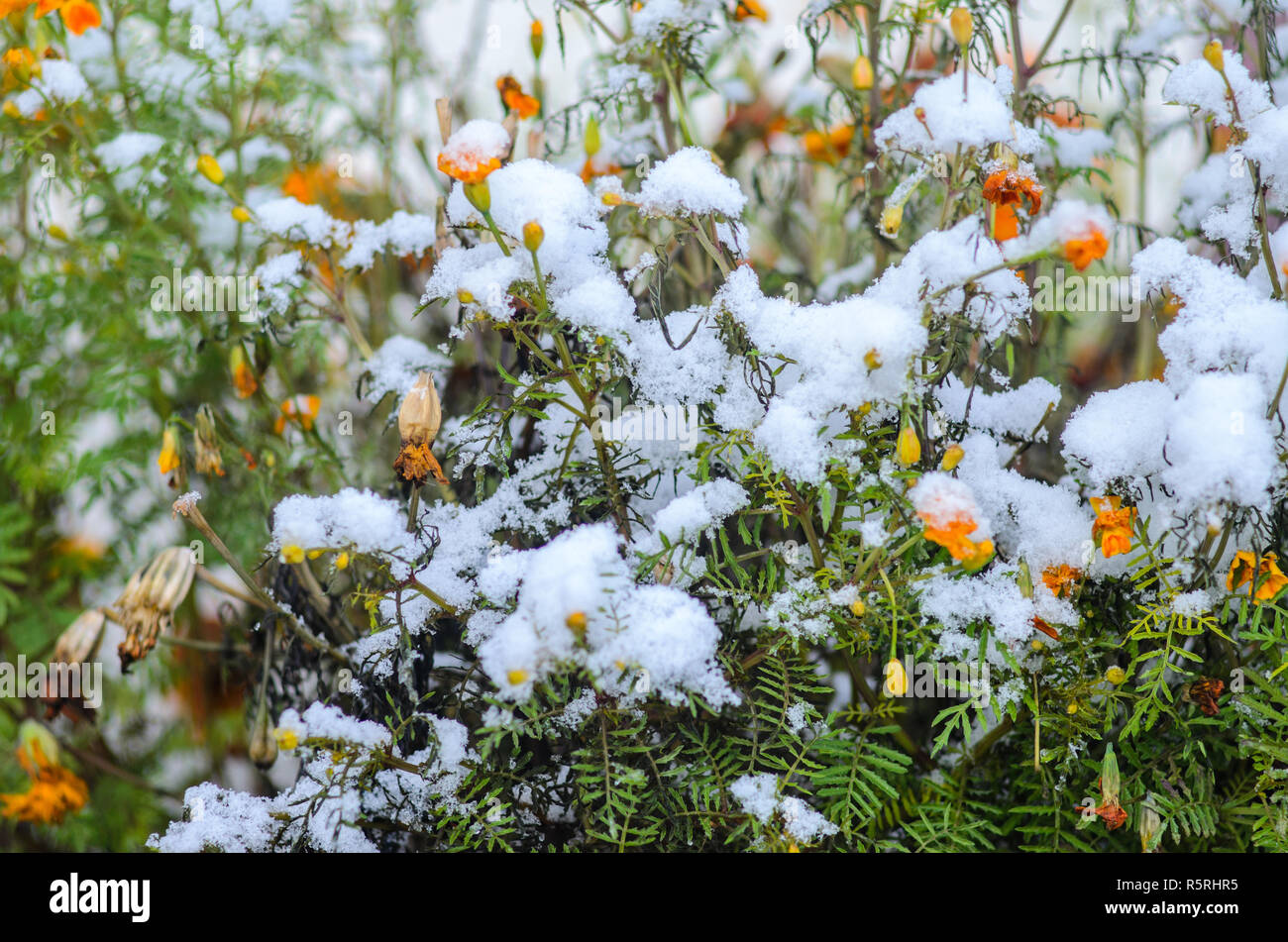 Calendula flowers under snow. The concept of early winter. Climate ...