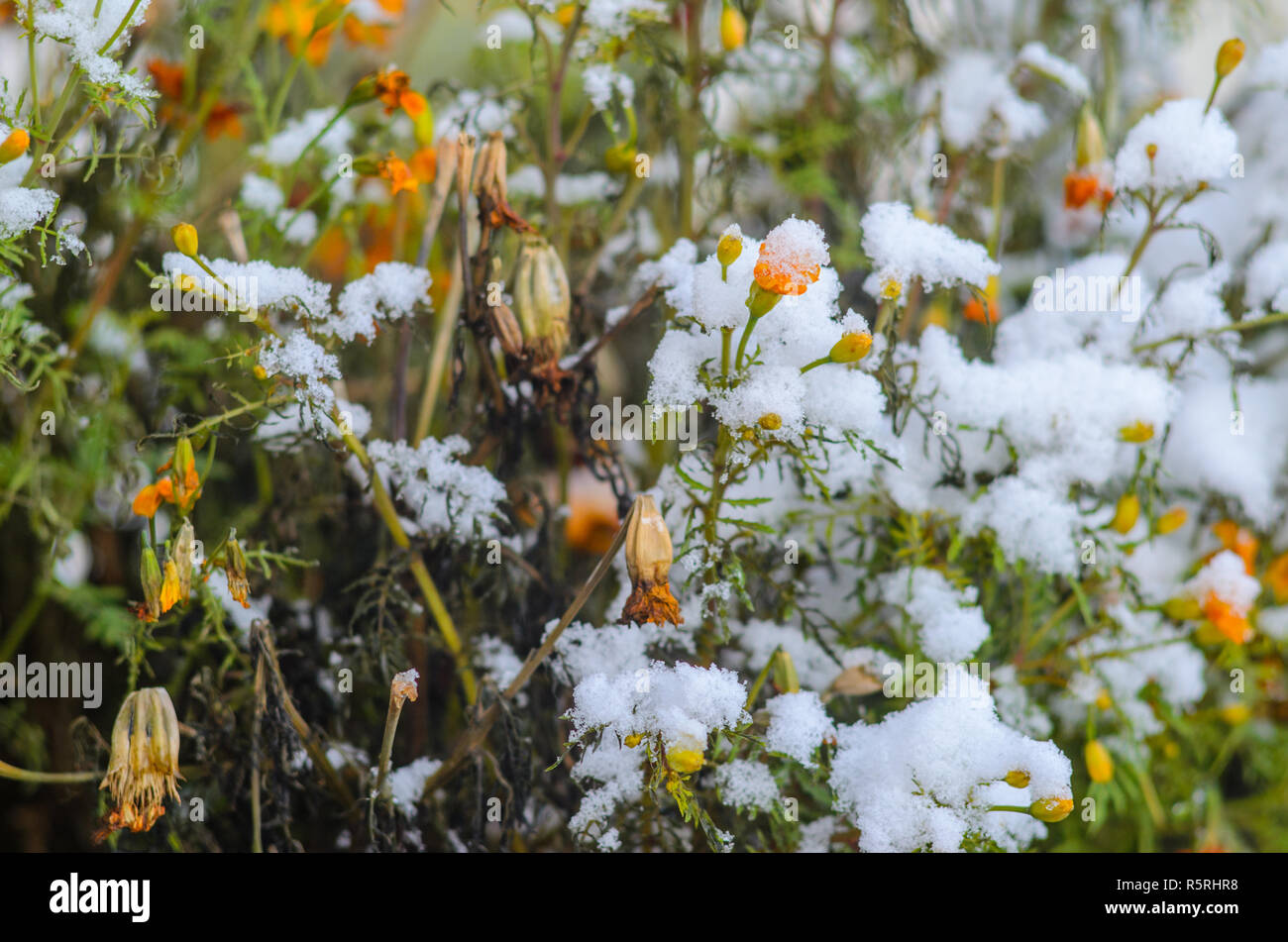 Calendula flowers under snow. The concept of early winter. Climate ...