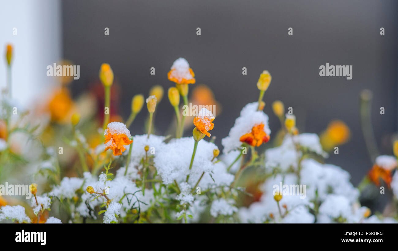 Calendula flowers under snow. The concept of early winter. Climate ...